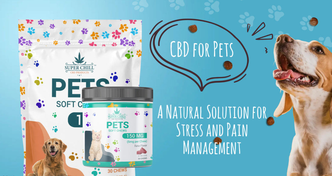 From Tails to Purrs: How CBD Helps Pets Manage Stress and Pain